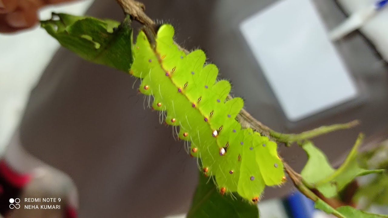 Indoor Rearing of Tasar Silkworm in RKMVERI,Ranchi for the first time🥰😁