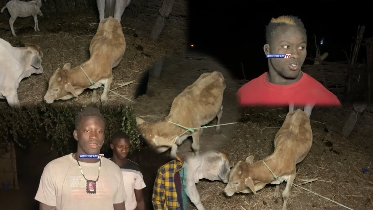 Partages des bœufs 🐂 lamb Boof poupouye réaction des tuteurs petite ordi . Bébé Reug Reug