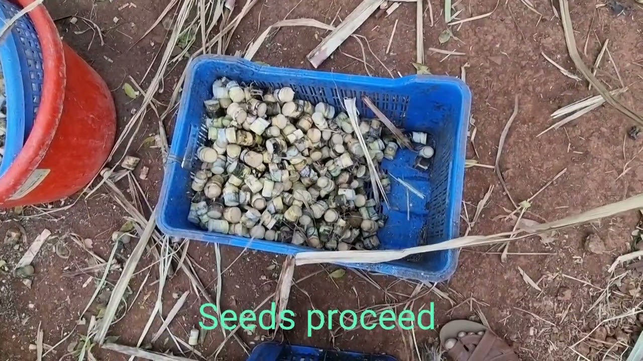 Seed process of Sugarcane with seed Treatment...