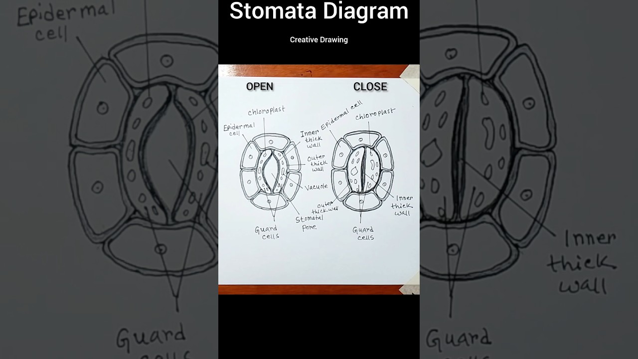 How to draw stomata diagram open and close #shorts #stomata #biology #diagram