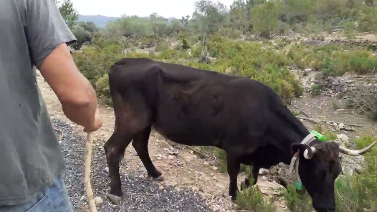 Maset de la Rabosa. Pasturant vaques Avilenyes a Rasquera.