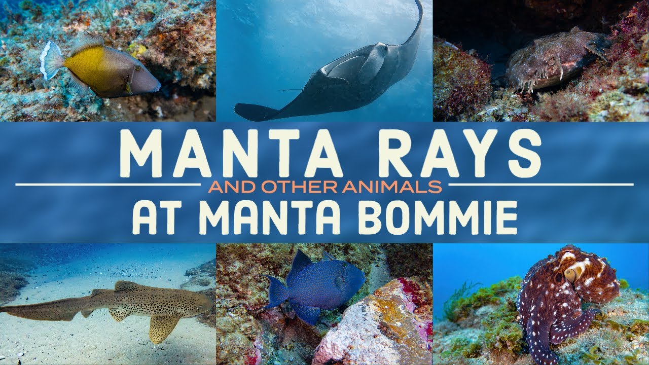 Best Scuba Diving with MANTA RAYS in Australia! Manta Bommie (North Stradbroke)