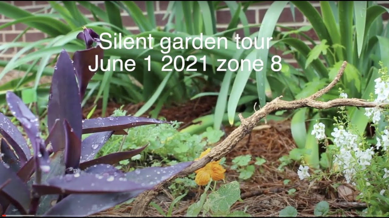 Peaceful Garden Tour & Harvest Zone 8