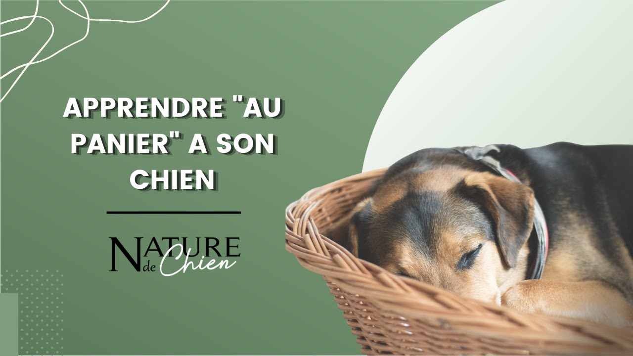 Apprendre "au panier" à son chien