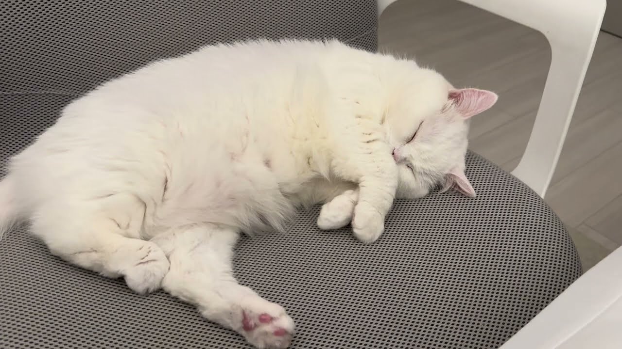고양이 코고는 소리