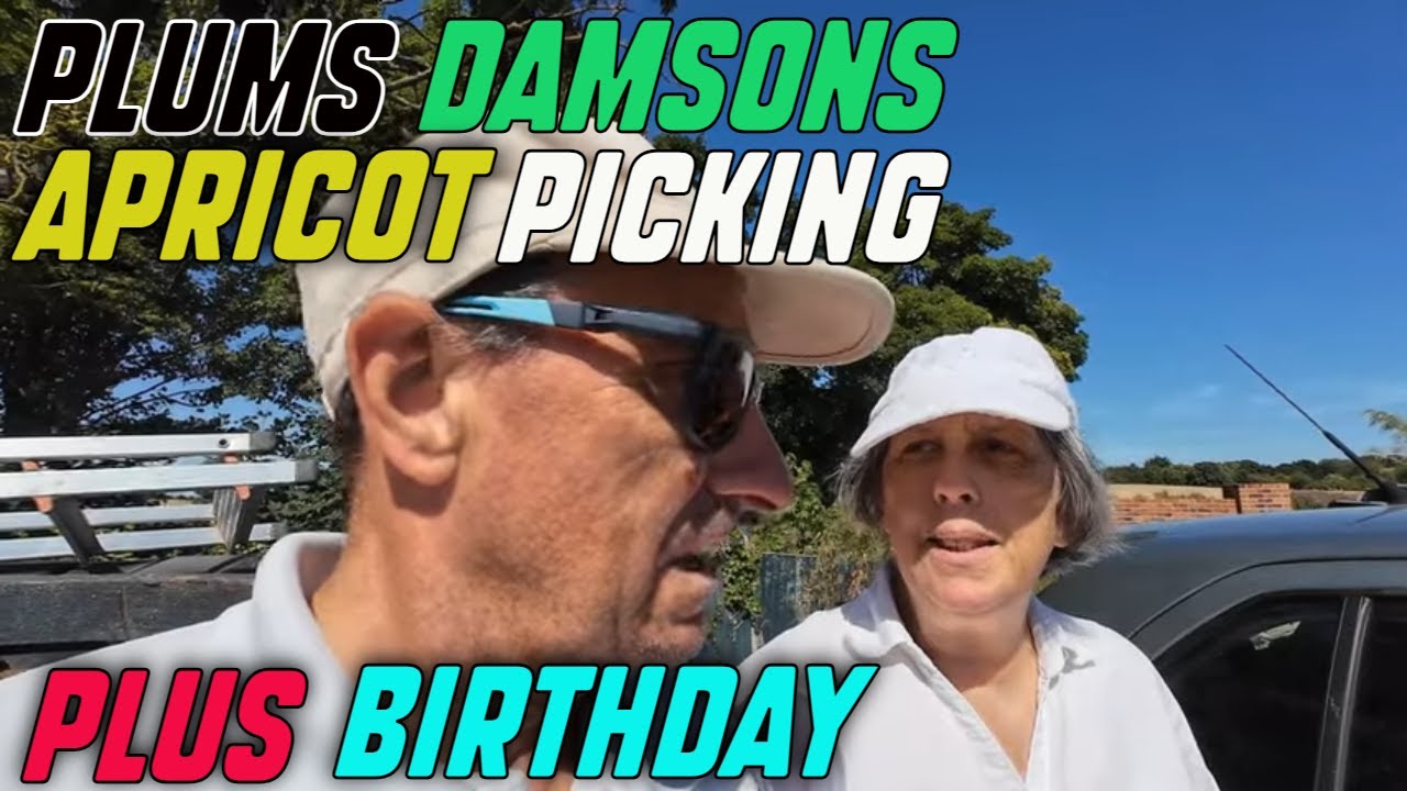Plums Damsons Apricot Picking and a Birthday