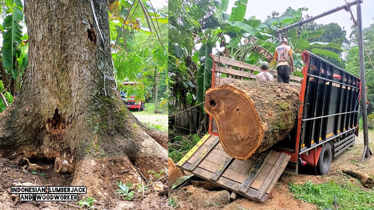 expensive wood !! Cut down a century-old trembesi tree.