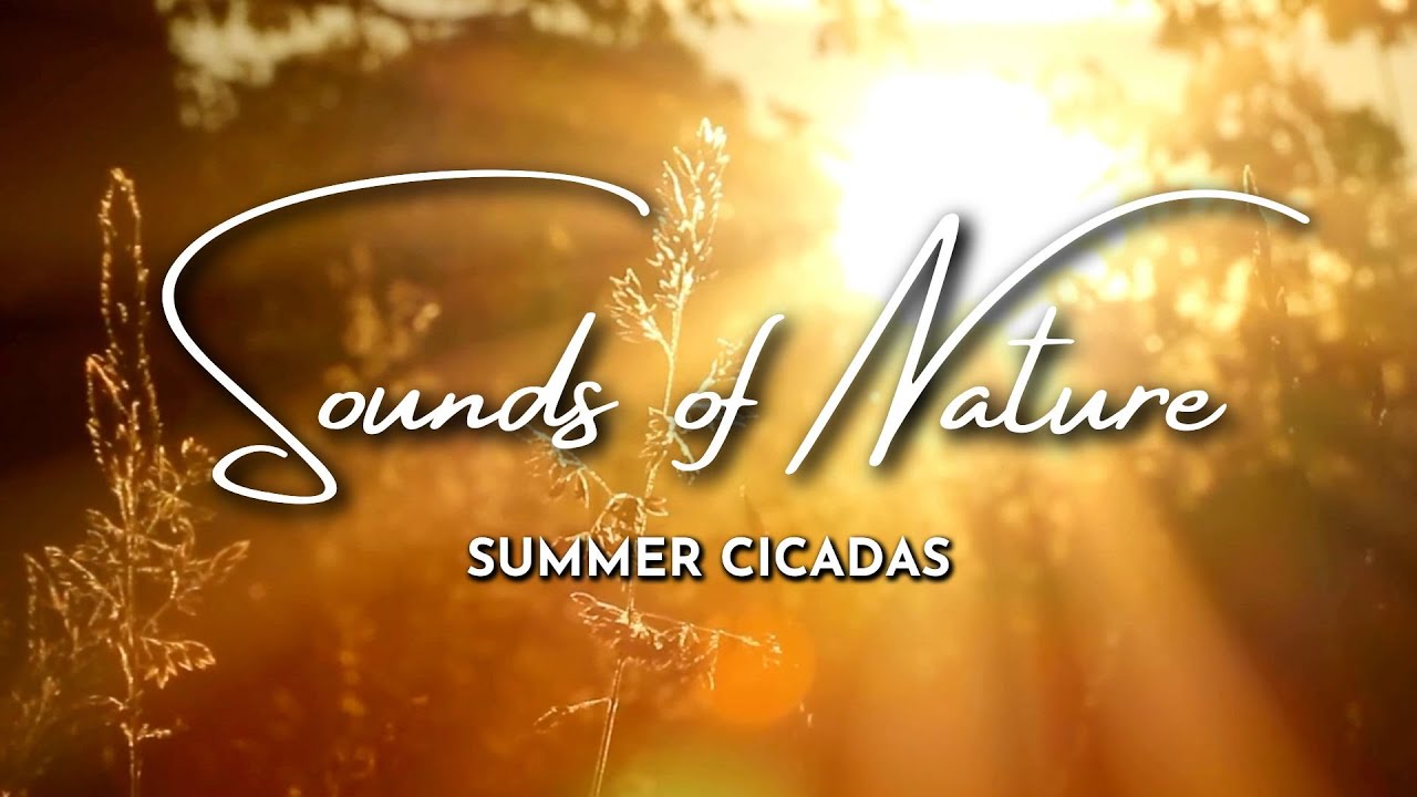 Serene Forest at Golden Hour | Golden Hour Sounds in the Forest (8 HOURS)