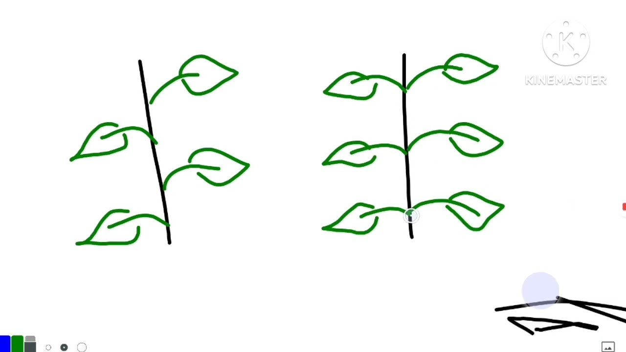  شرح بوتاني اولى صيدلة | leaf morphology  