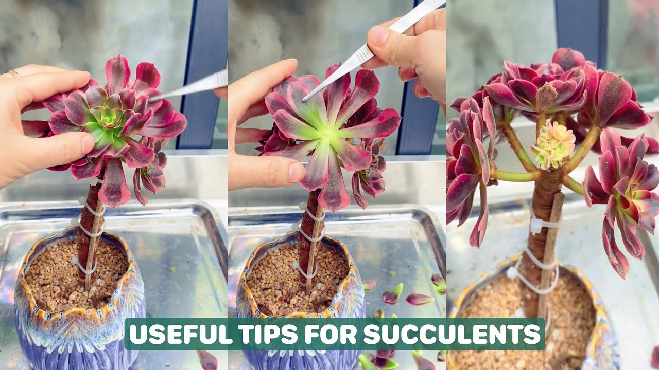 Discover the 5-Minute Trick to Keep Your Succulents Alive | 다육이 | 多肉植物