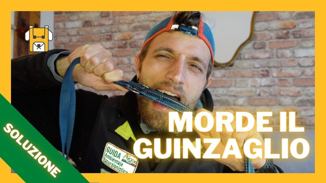 Il mio cane MORDE IL GUINZAGLIO! 3 soluzioni