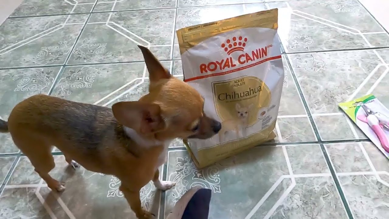 Probamos Royal Canin Chihuahua por un Mes y este fue el Resultado