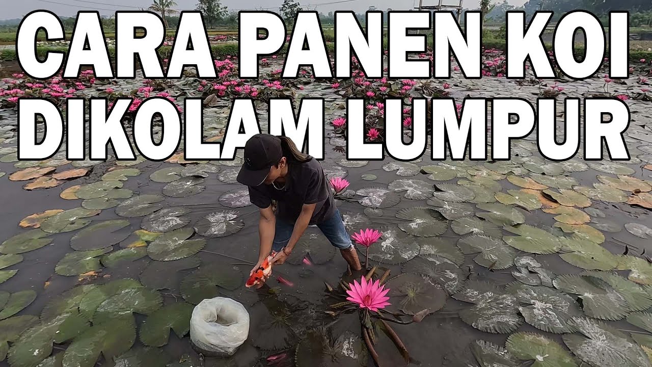 TERNYATA BEGINI CARA PANEN IKAN KOI DIKOLAM LUMPUR