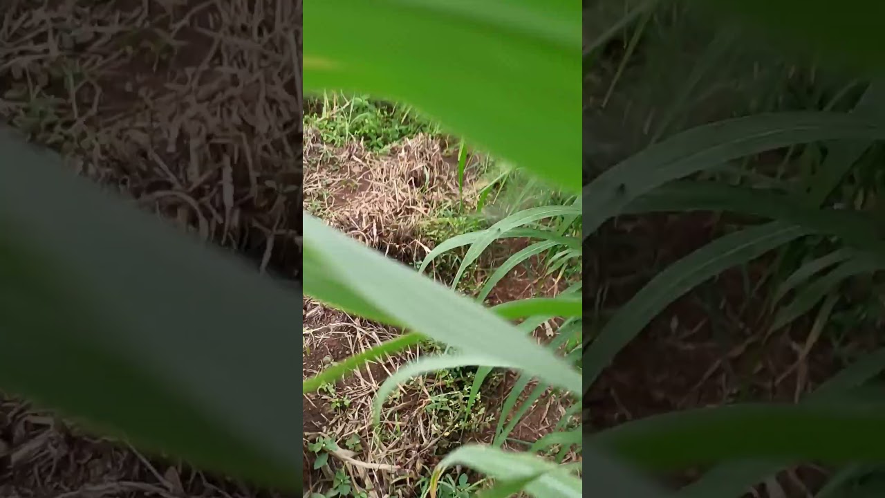 💪💪💪💪💪#farmare