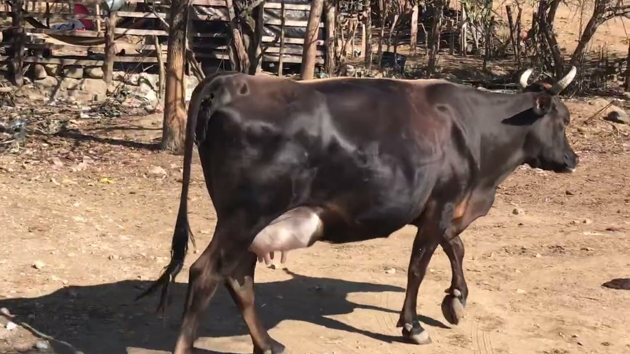 14 de marzo 2026 Rancho las pilas en Jocoro Morazán 