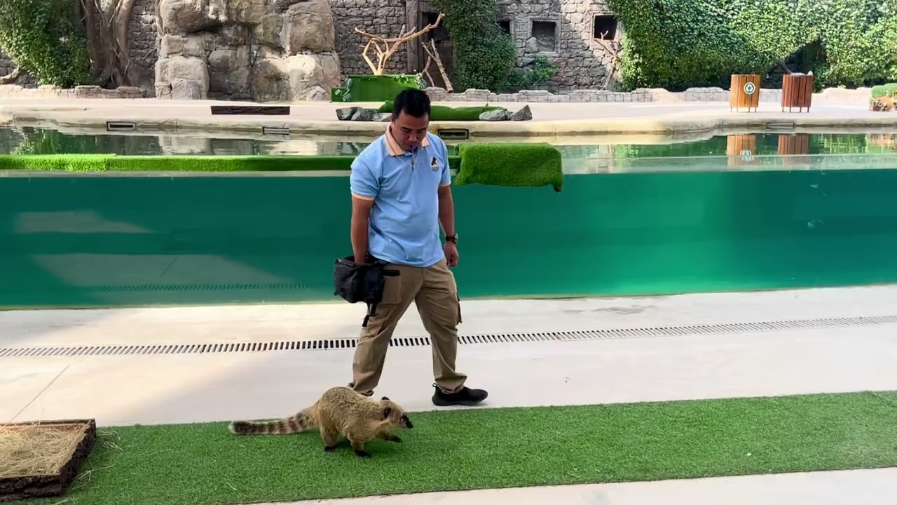 Animal Show At Dubai Safari Park&rsquo;s Asian Village Theatre ✨ #dubaisafaripark #asianvillage #dubai 
