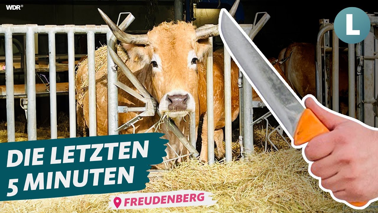 Schlachten direkt am Hof: Das Schlachtmobil | WDR Lokalzeit Land.Schafft.