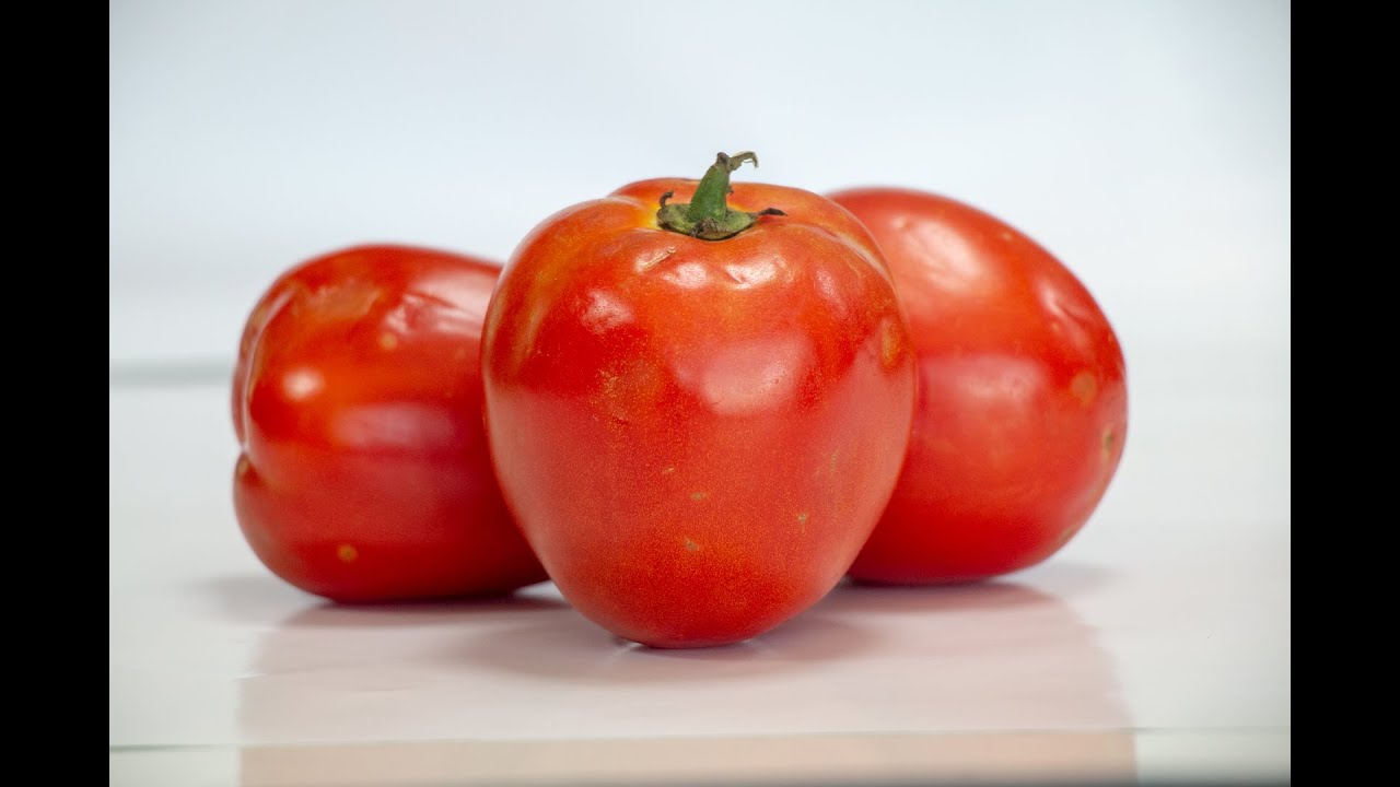 TOMATO FARMING// SIMLAWSEEDS// NYOTA F1 & CROWN F1
