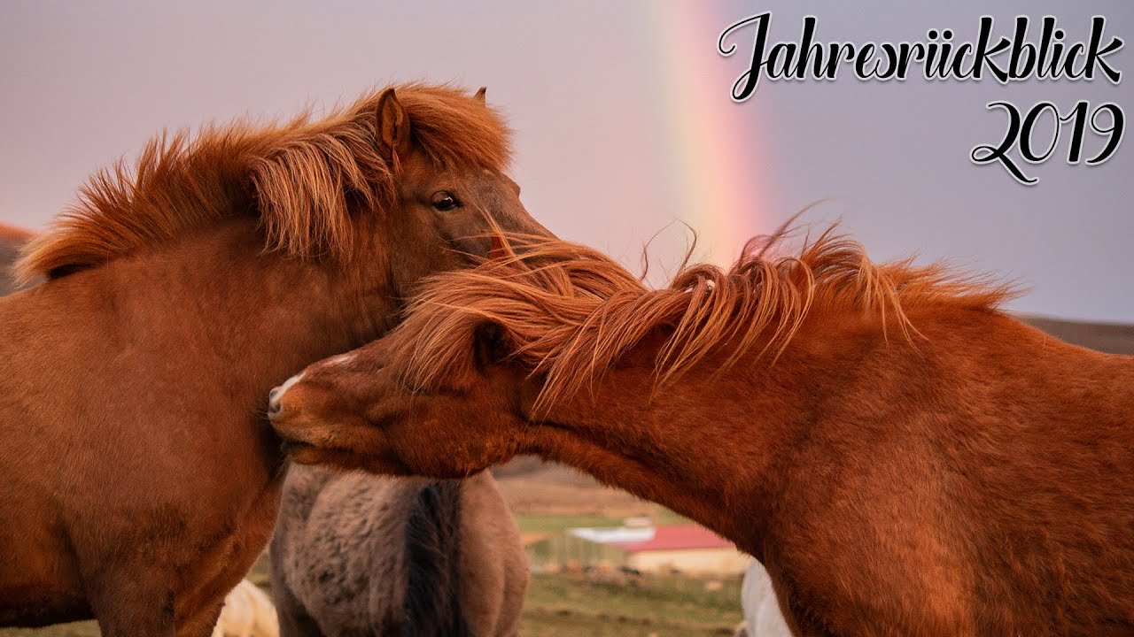 We're so alive | Jahresrückblick 2019 | Janas ViLögg