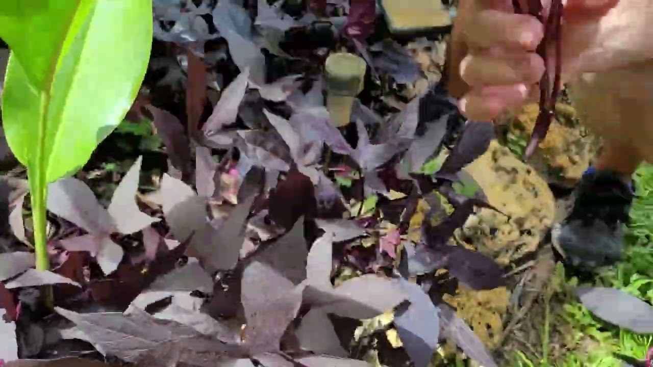 Propagating Ornamental Sweet Potato (Ipomoea batatas) - The Carrington Jungle