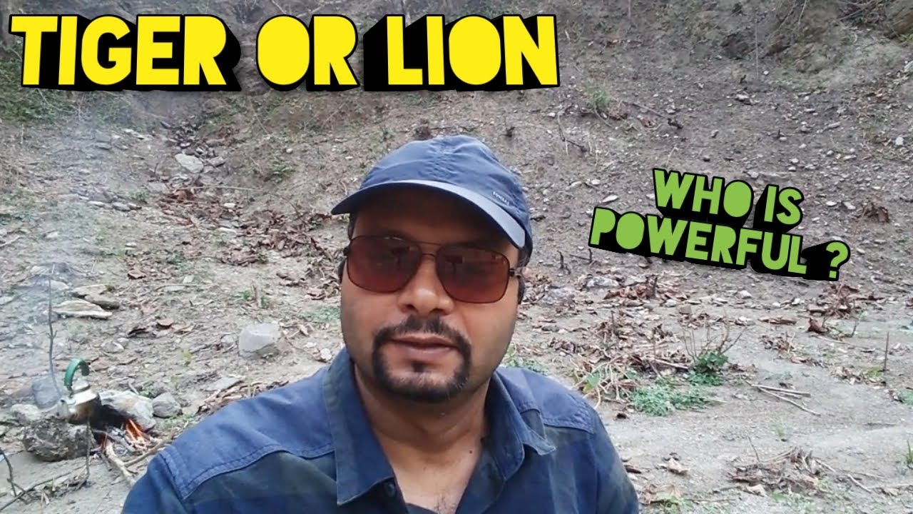 TIGER OR LION WHO IS MORE POWERFUL | Difference In Between Tiger & Lion | Tea Making In Forest