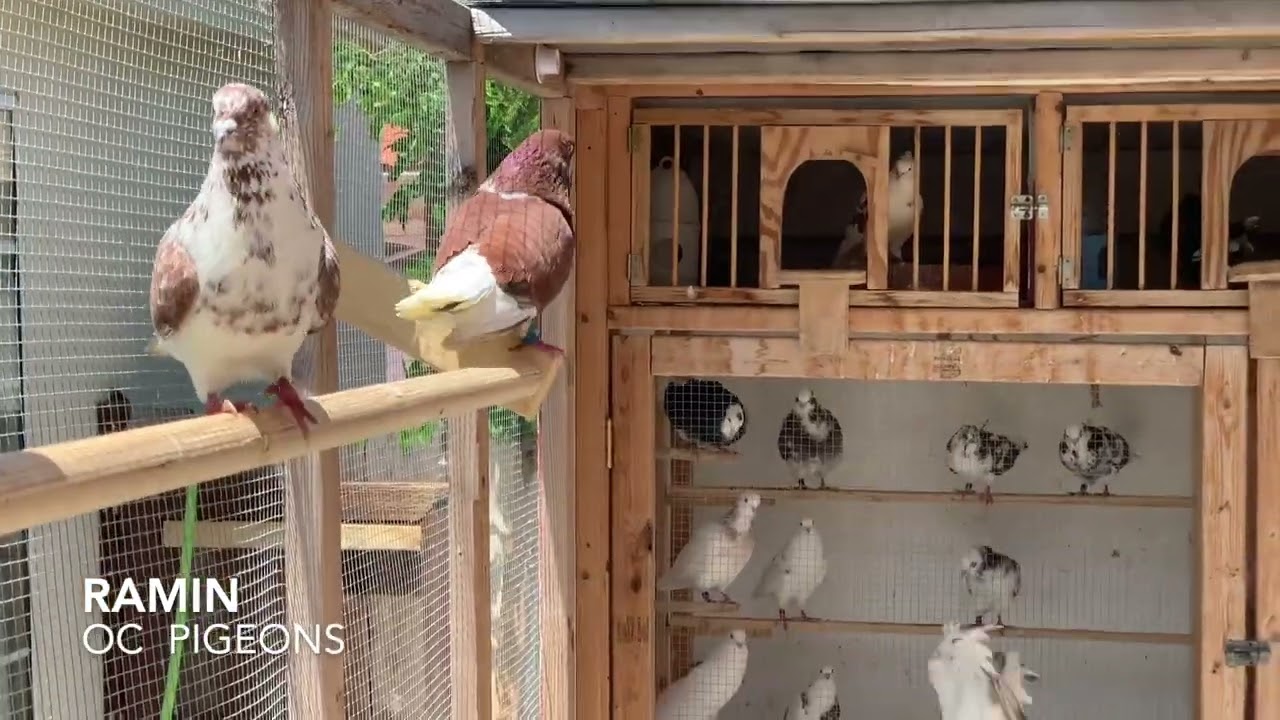 Iranian Highflier pigeons in Orange County California /کبوتر بلند  پرواز ایرانی اورنج کانتی