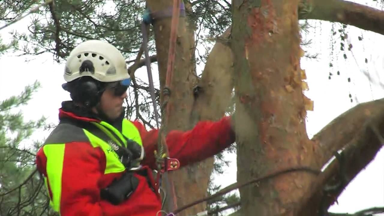 Helikopterfällung im Nationalpark Kellerwald-Edersee