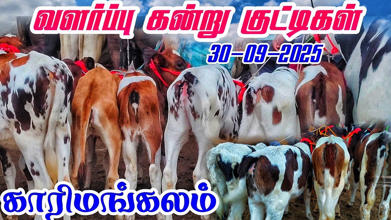 30-09-2025 வளர்ப்பு கன்று குட்டிகள் காரிமங்கலம் சந்தை தருமபுரி மாவட்டம் 