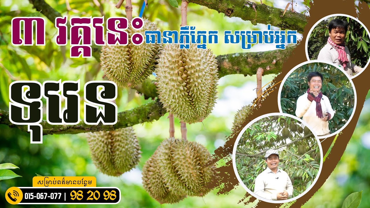 ៣ វគ្គជាប់គ្នាធានាថាភ្លឺភ្នែកសម្រាប់អ្នកដាំទុរេន