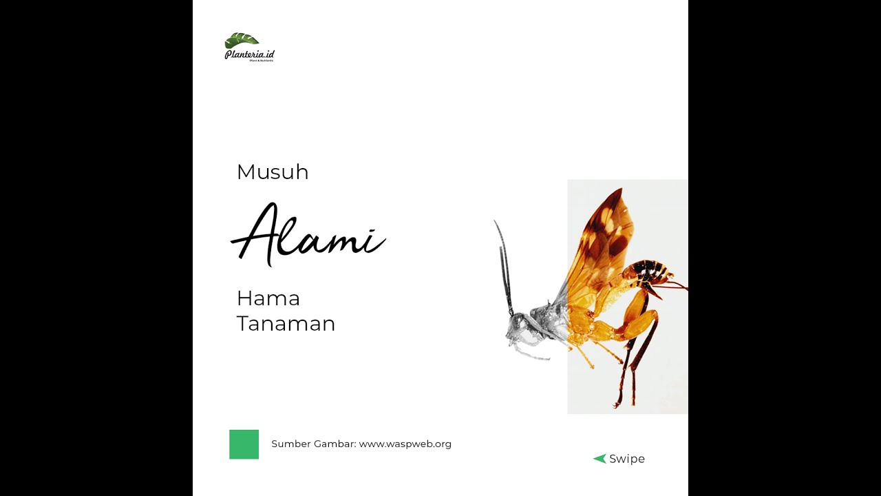 Musuh Alami Hama Tanaman