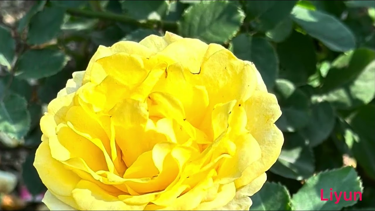 2025.2.22.雅聞湖濱療癒森林