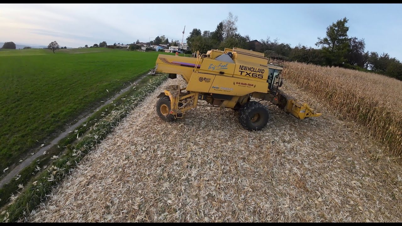Maisdreschen am Hang 🇨🇭🌽 mit 3x3 Mähdrescher