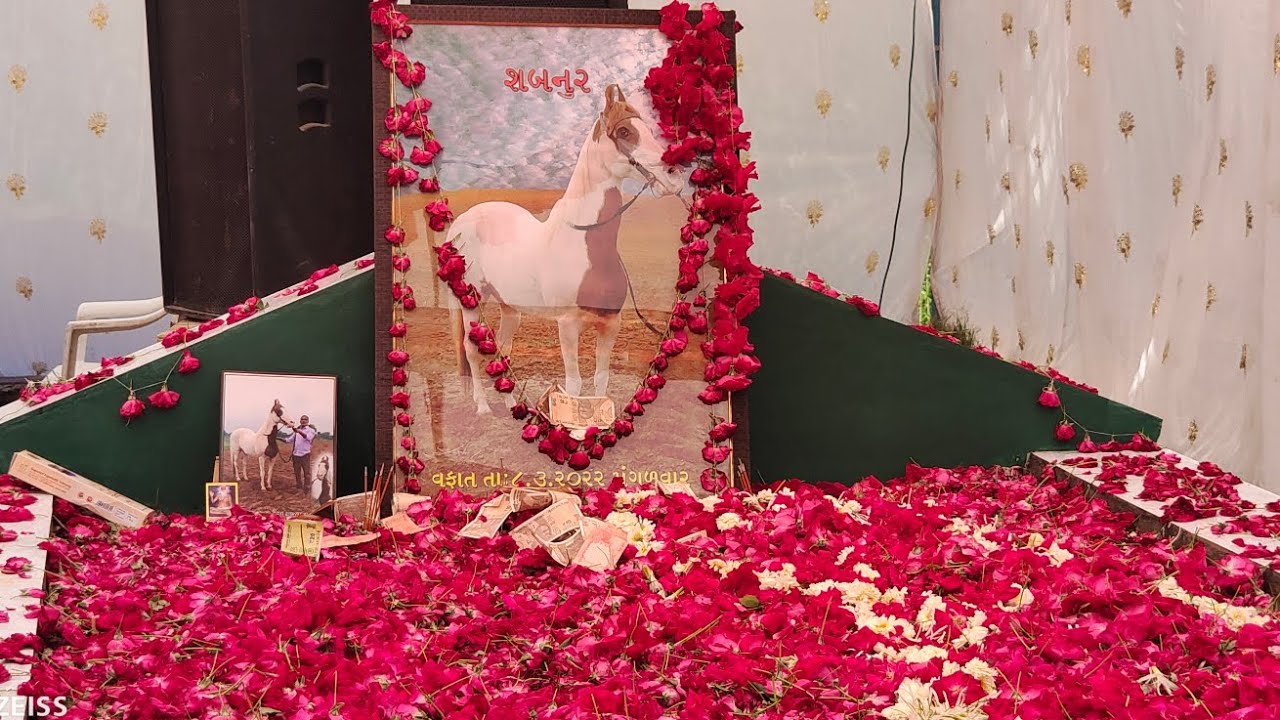 Rupal stud farm शबनूर घोड़ी इरशाद डॉलर को अलविदा कह गई देखो एक सच्चा अश्व प्रेमी वीडियो में देखो