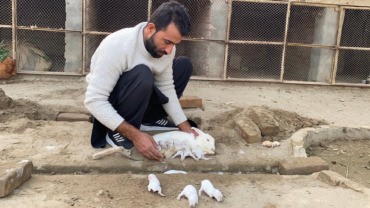 Rabbit k Babies apni maa ka Dhod Pe Rahy 🐰 How to make Rabbit Cage🐇 Pets Lover in Punjab 
