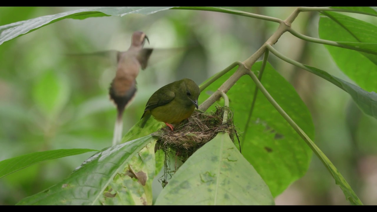 The Hummingbirds of Pierella Ecological Garden