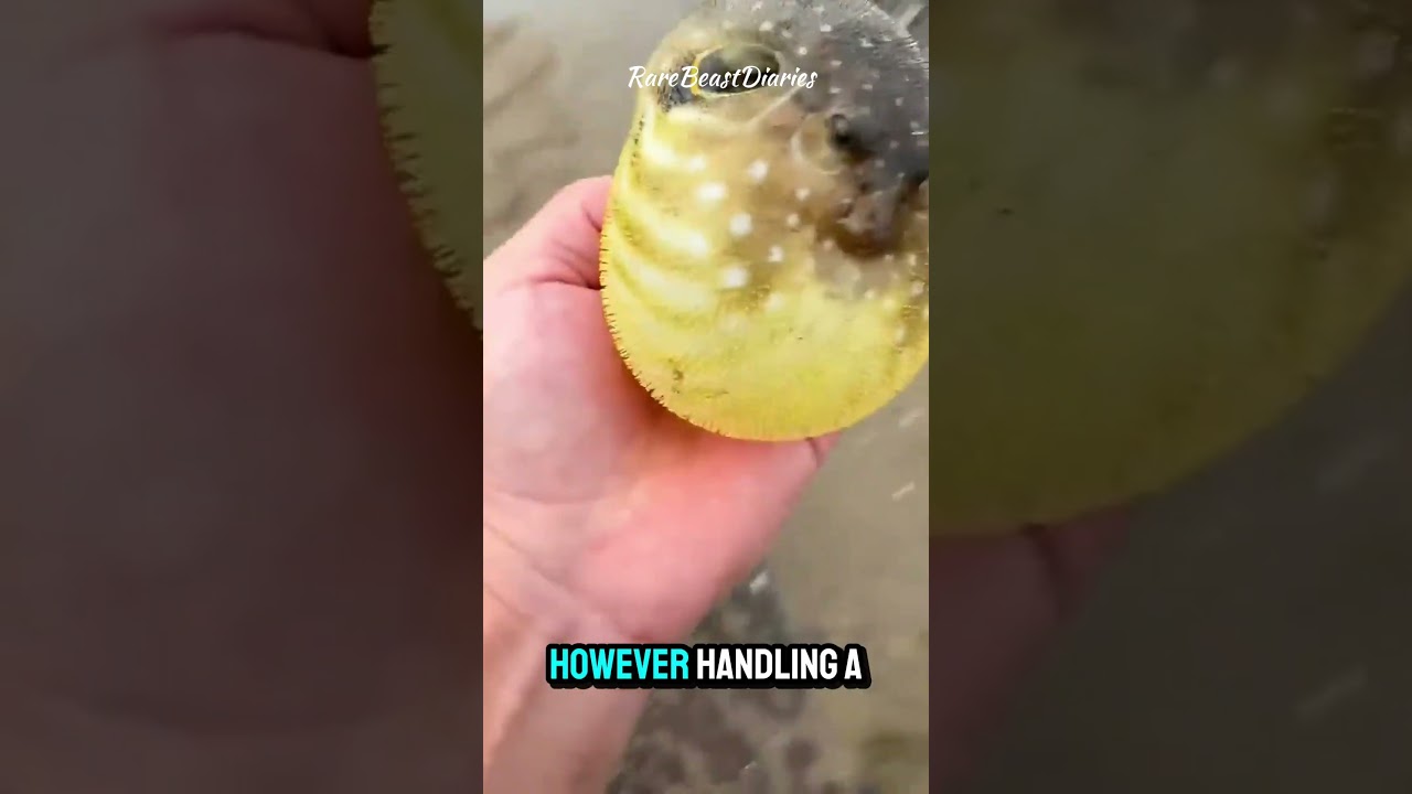 "Catching a Deadly Pufferfish with My Bare Hands! 😱🐡" 