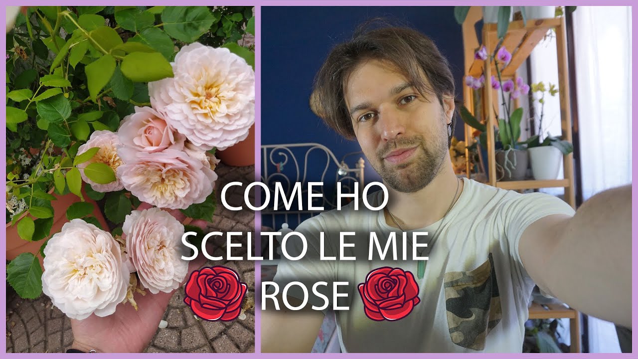 🌹ROSE: come le ho scelte e come mi sono appassionato [WATTY TALES]