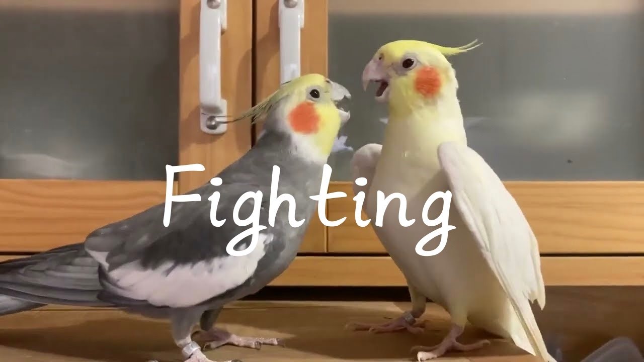 Cockatiel Fighting 