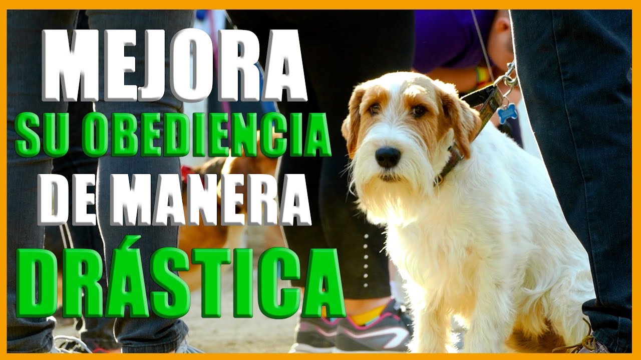 3 Ejercicios para Mejorar la Relación con tu Perro