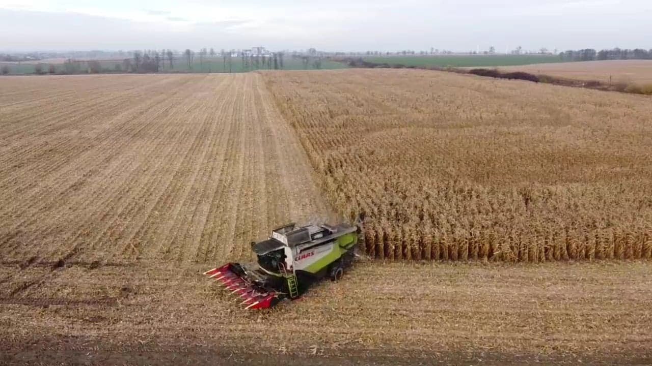Kukurydza na ziarno 2020 Claas Lexion 540 Będzie wtopa? Mega pola AGROLOK Osiek