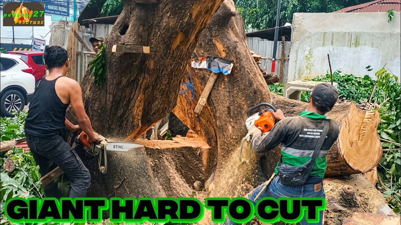World’s Hardest Tree to Cut Down – Extreme Chainsaw Skills! Part 2