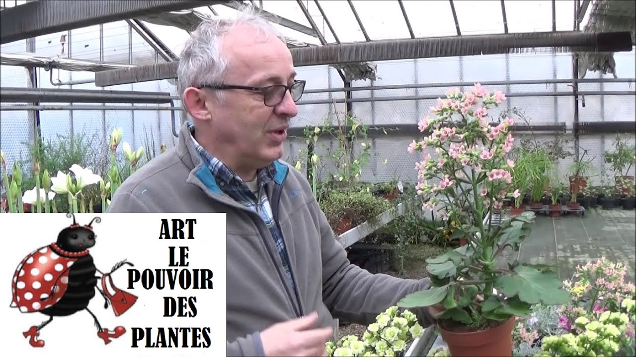 Jardinage: Kalanchoe Feminine pink et Sunny white: Entretien et arrosage: Plante verte