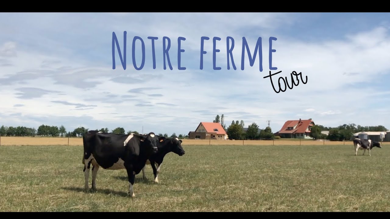 Notre ferme tour : des vaches, du lait et du fromage !