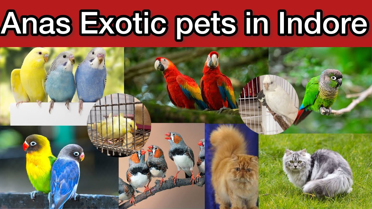 Cheapest animal breeder In Indore || Anas Exotic pets || And very Good Quality Must Visit 🦜🐶🐹🐱♥️