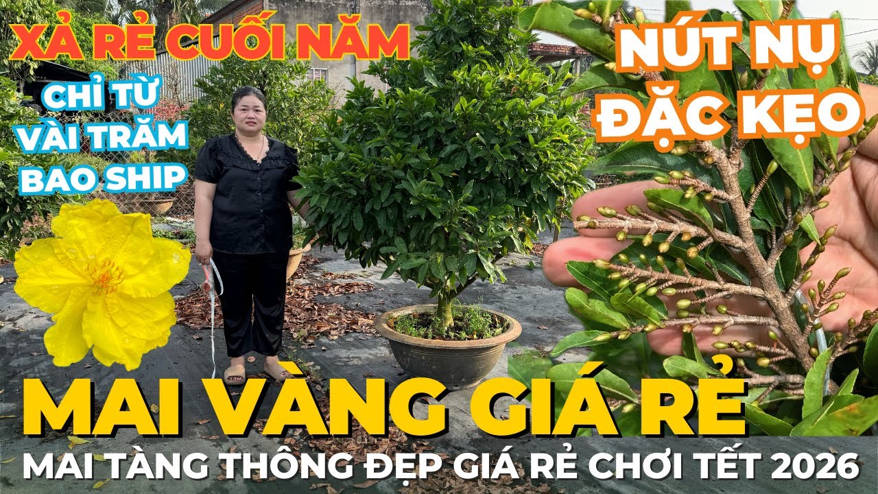30-01 CHỊ THANH TRÀ Giao Lưu Mai Vàng Giá Rẻ, Mai Tàng Thuần Chậu Giá Rẻ Chơi Tết • THÀNH TRỌNG LÊ