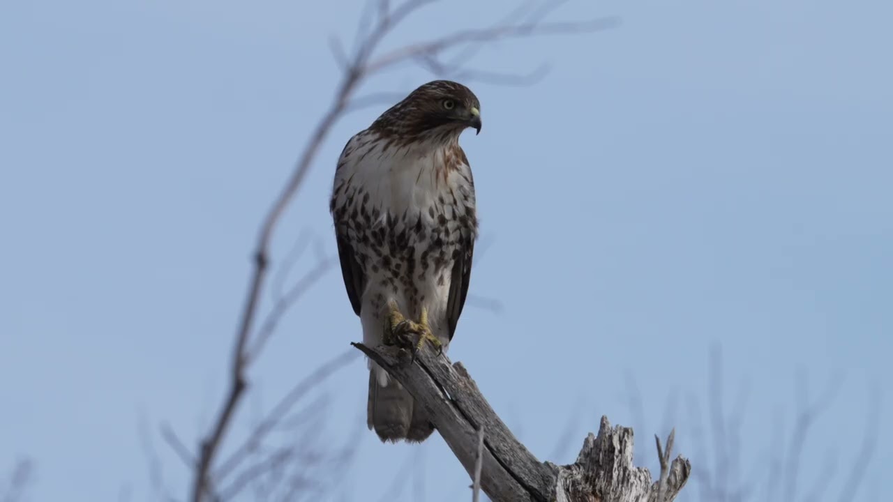Red Tailed Hawk