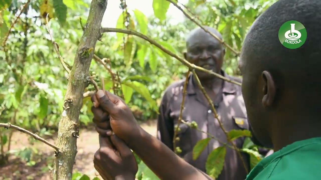 Farm Visit Part 4: Controlling Coffee Twig Borer with Advanced Approaches & STRIKER