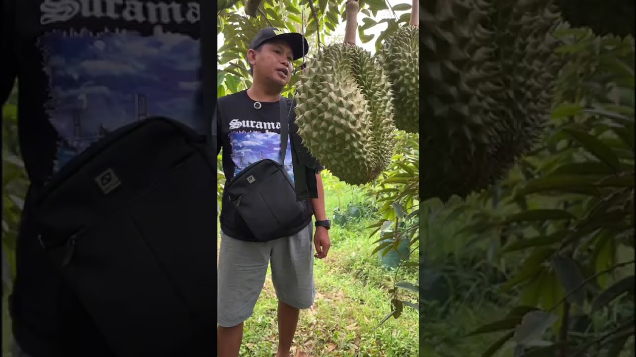 Unboxing durian bawor 