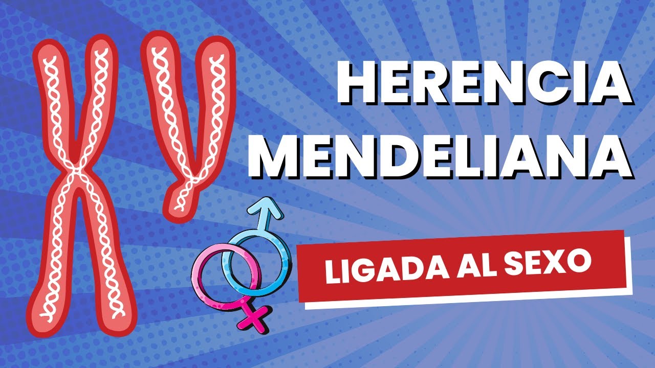 Herencia mendeliana ligada al sexo explicada CLARAMENTE