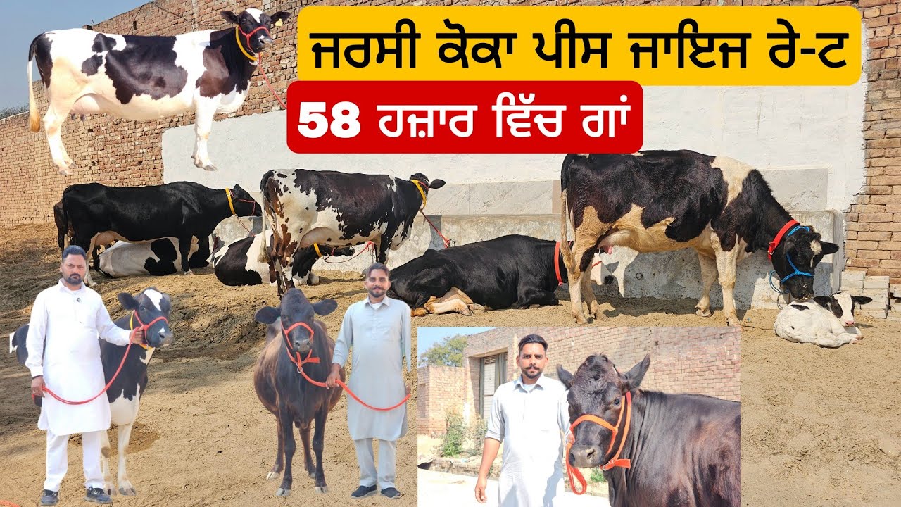 ਜਰਸੀ ਪਹਿਲਾਂ ਸੂਆ Top quality ਸਾਰੀਆ ਗਾਵਾਂ 8 ਜਾਇਜ ਰੇ-ਟ ਦੀਆ ਹਰਿਆਣੇ ਆਲੇ ਬੱਬੂ ਕੋਲ #ramandeeppb31#viral 